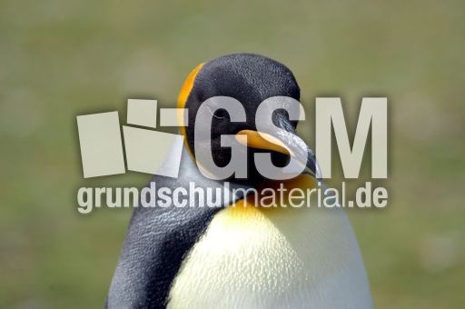 Königspinguin (73 von 84).jpg